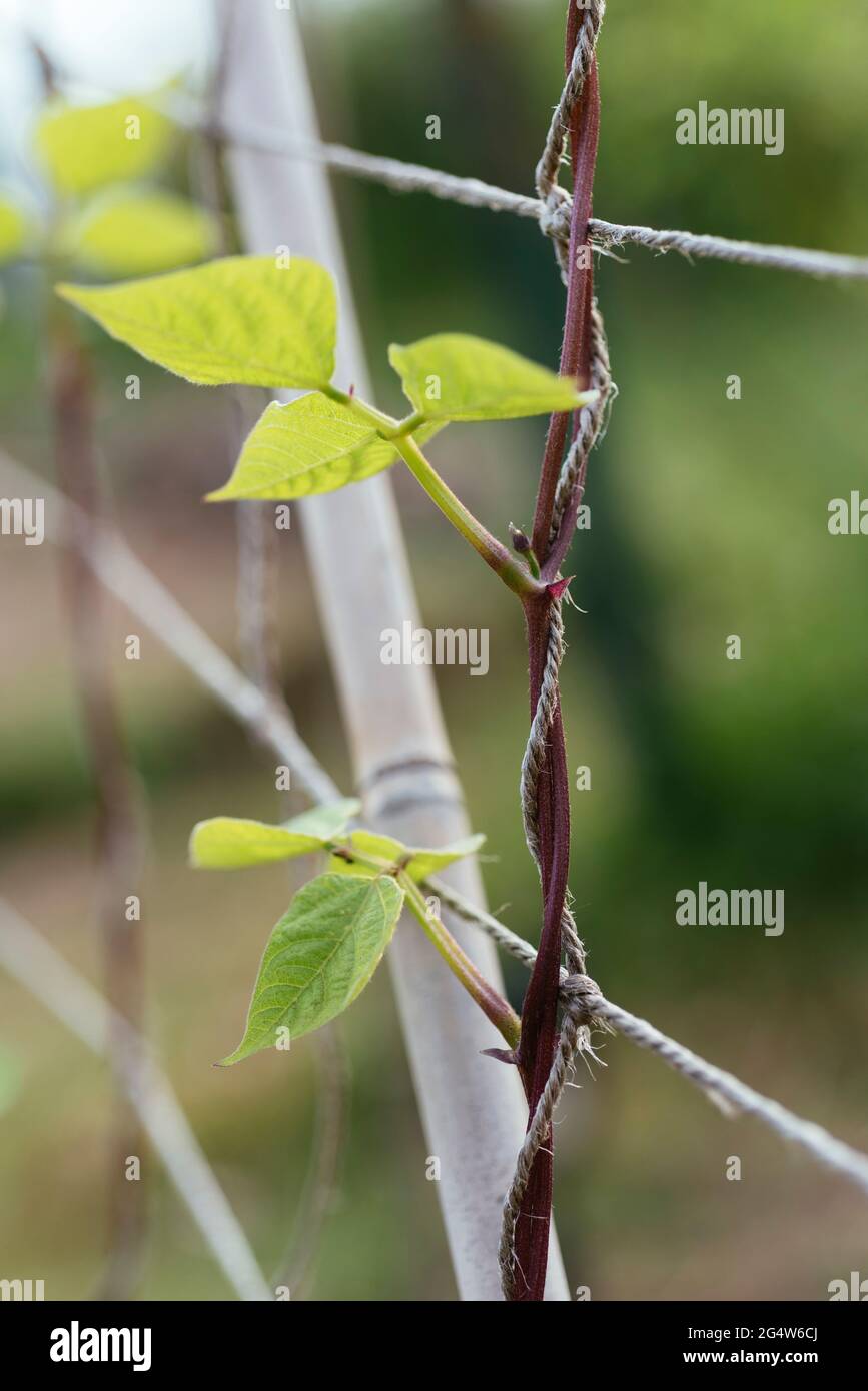 Porpora palo fagiolo arrampicata su trellis rete Foto Stock