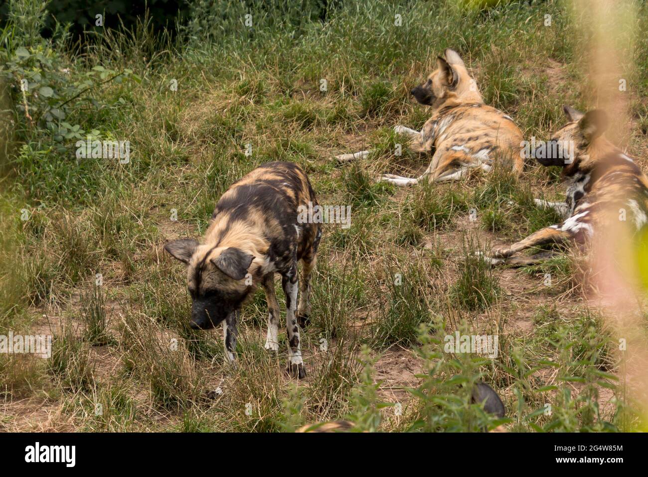 Lycaon pictus hyena cane gregge giace e si rilassa in natura. Foto Stock