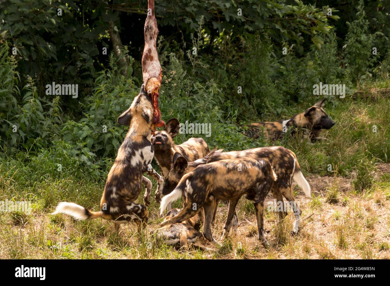 Lycaon pictus hyena cane mandria mangia carne da una giraffa. Foto Stock