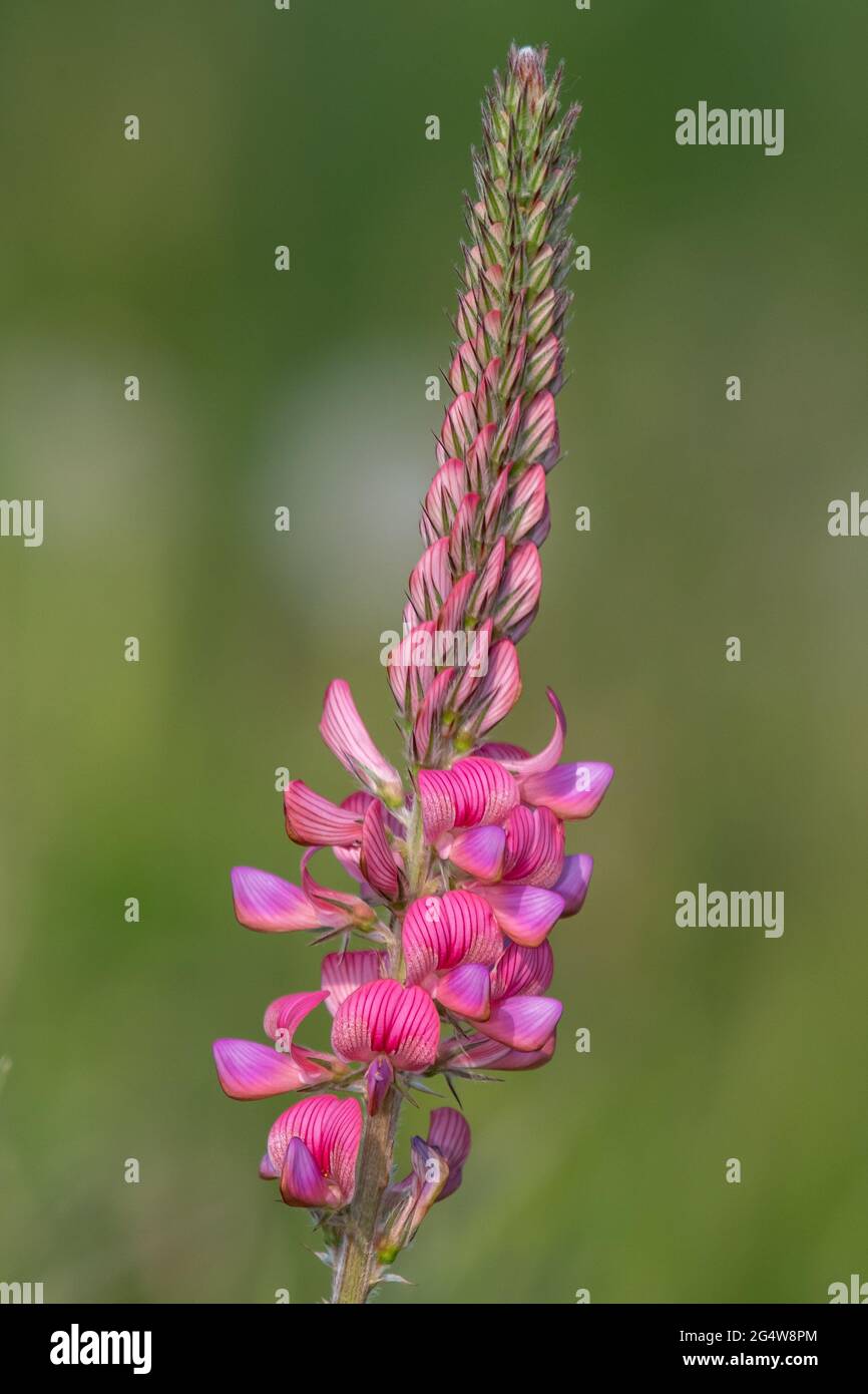 In prossimità di un comune lupinella (Onobrychis viciifolia) fiore in fiore Foto Stock