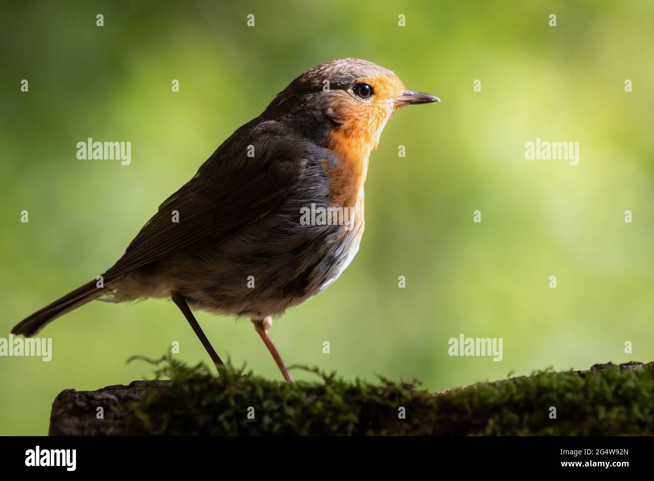 Robin arroccato mentre il sole lo colpisce. Foto Stock