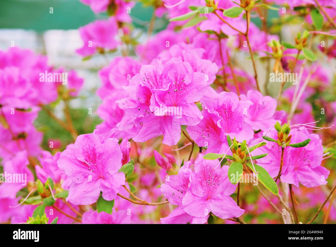 Azalea fioritura pianta. Azalea festival. Fioritura di varie azalee nella serra. Foto Stock