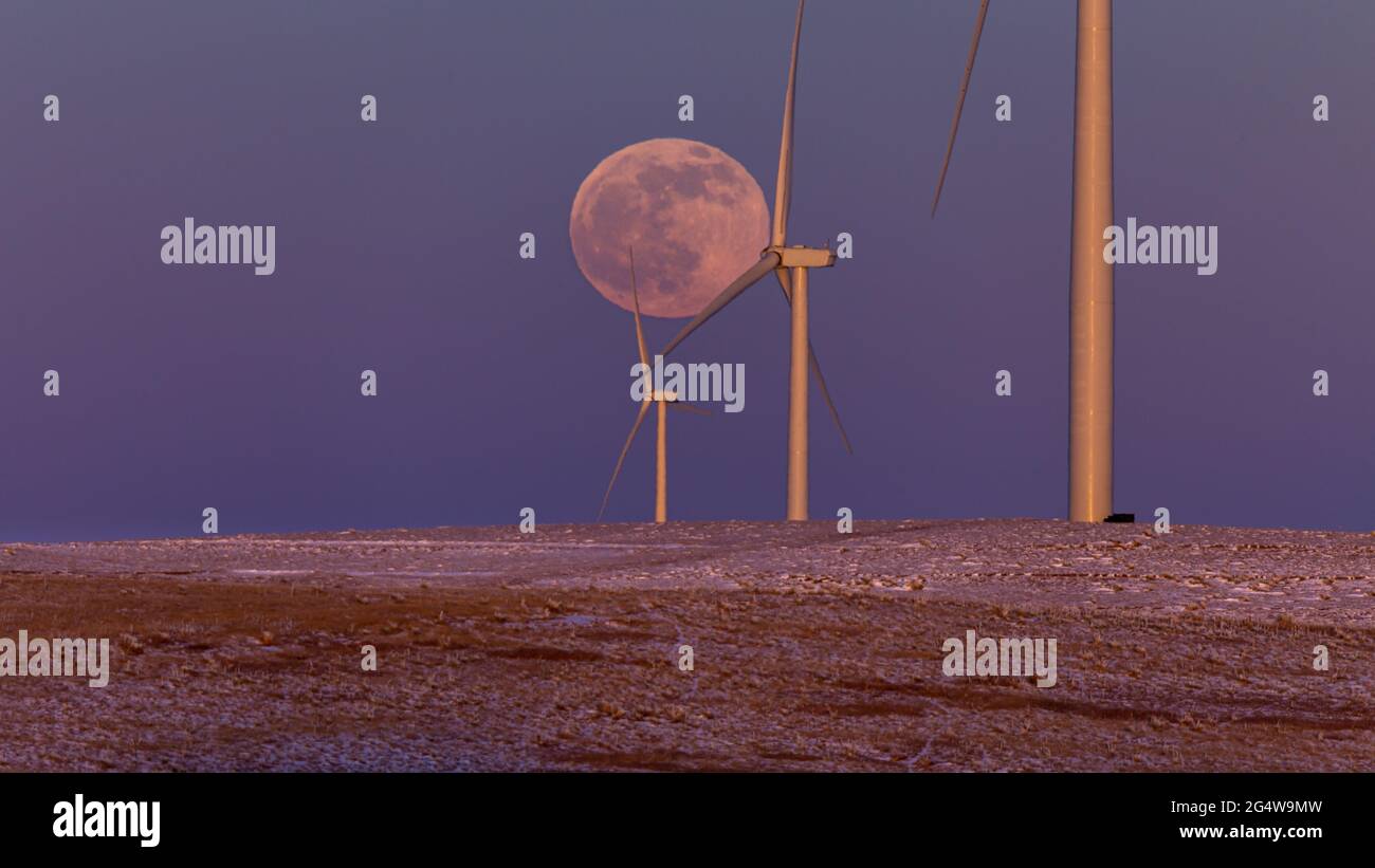 Luna piena che sorge dietro mulini a vento multipli sulle pianure orientali del Colorado Foto Stock