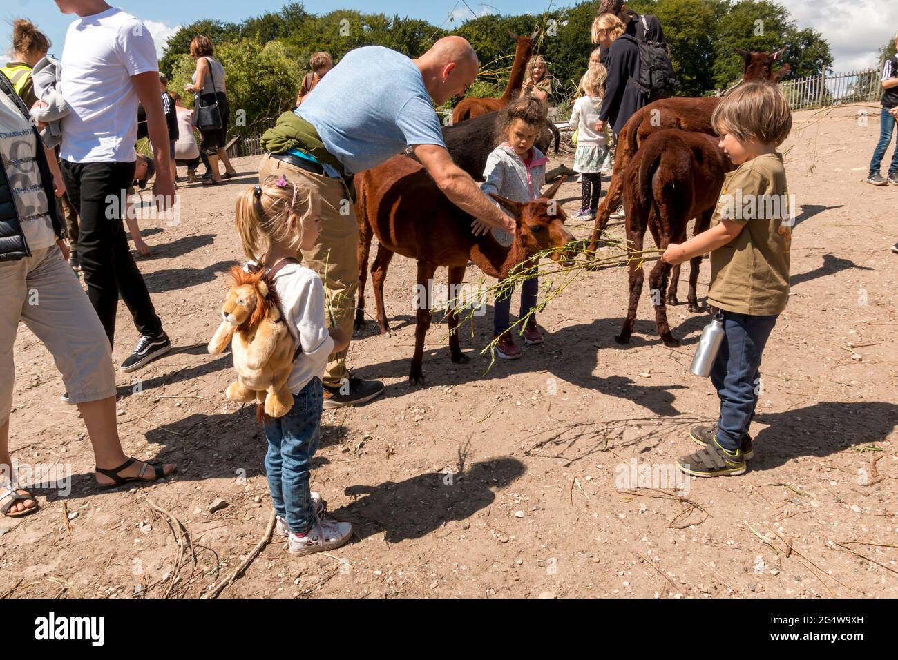 Ebeltoft, Danimarca - 21 luglio 2020: I bambini nutrono i lama con rami mentre gli adulti guardano, sole, cielo blu Foto Stock