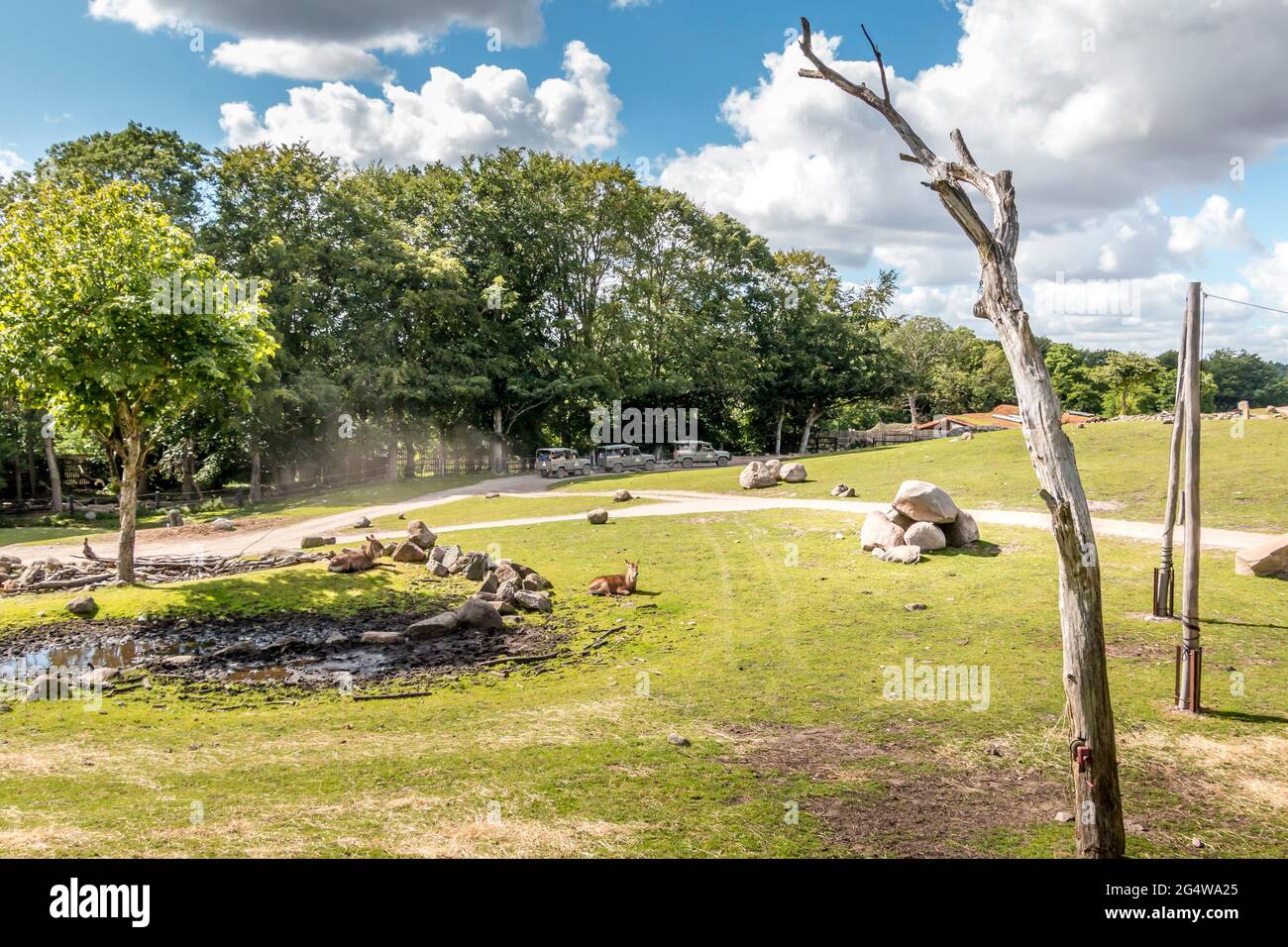 Ebeltoft, Danimarca - 21 luglio 2020: Tre jeep in safari tra gli animali Foto Stock