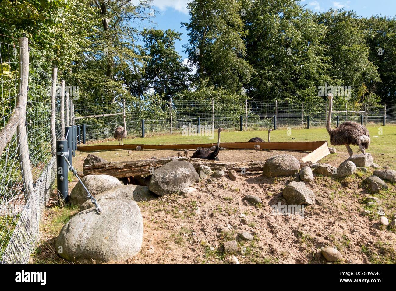 Ebeltoft, Danimarca - 21 luglio 2020: Struzzi con i cuccioli mentono e si curano i cuccioli, Ostrich cuccioli giocare accanto allo struzzo adulto Foto Stock