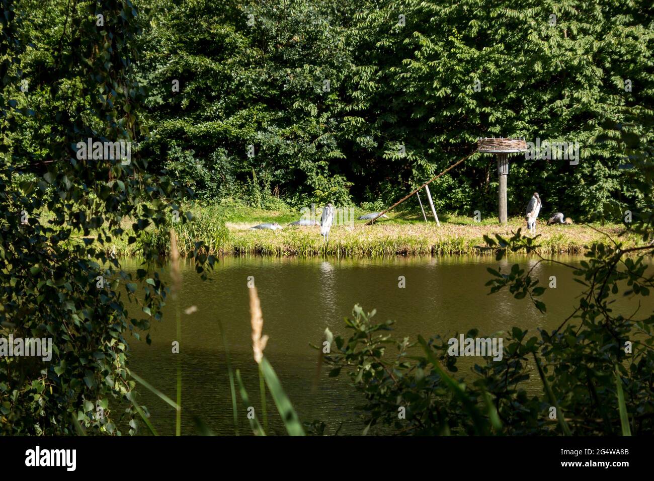 Ebeltoft, Danimarca - 21 luglio 2020: I pellicani nuotano in un lago, alberi e fiori Foto Stock