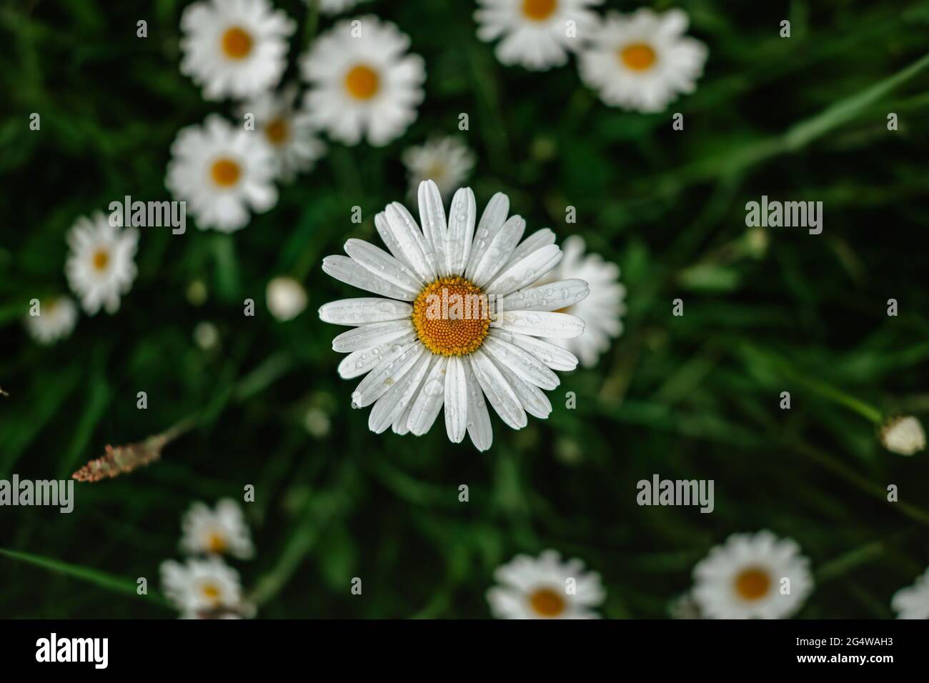 Particolare di fiori a margherita freschi. Fiore primaverile close up.Meadow pieno di meravigliose baisie favolose. Bianco fiorente a margherita fuoco selettivo.Romantico luminoso Foto Stock