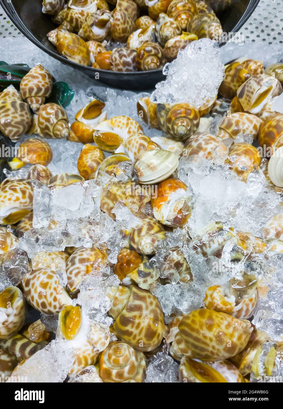 babilonia tagliata fresca (Babilonia areolata) nel vassoio di metallo con ghiaccio tritato in vendita nel mercato del pesce, vista frontale con lo spazio di copia. Foto Stock