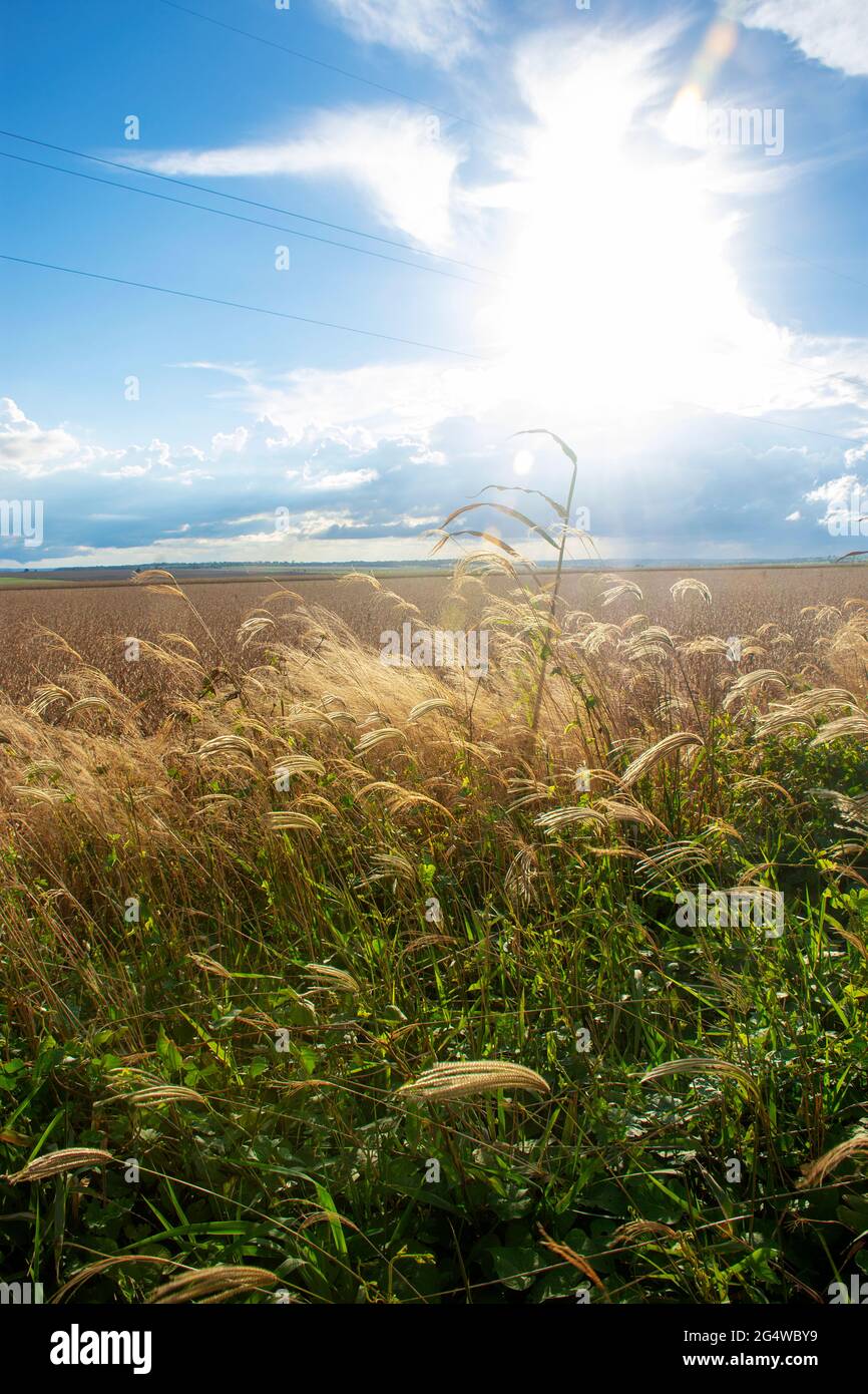 Piantagione di soia in una fattoria nella città di Dourados, Mato Grosso do sul, Brasile Foto Stock