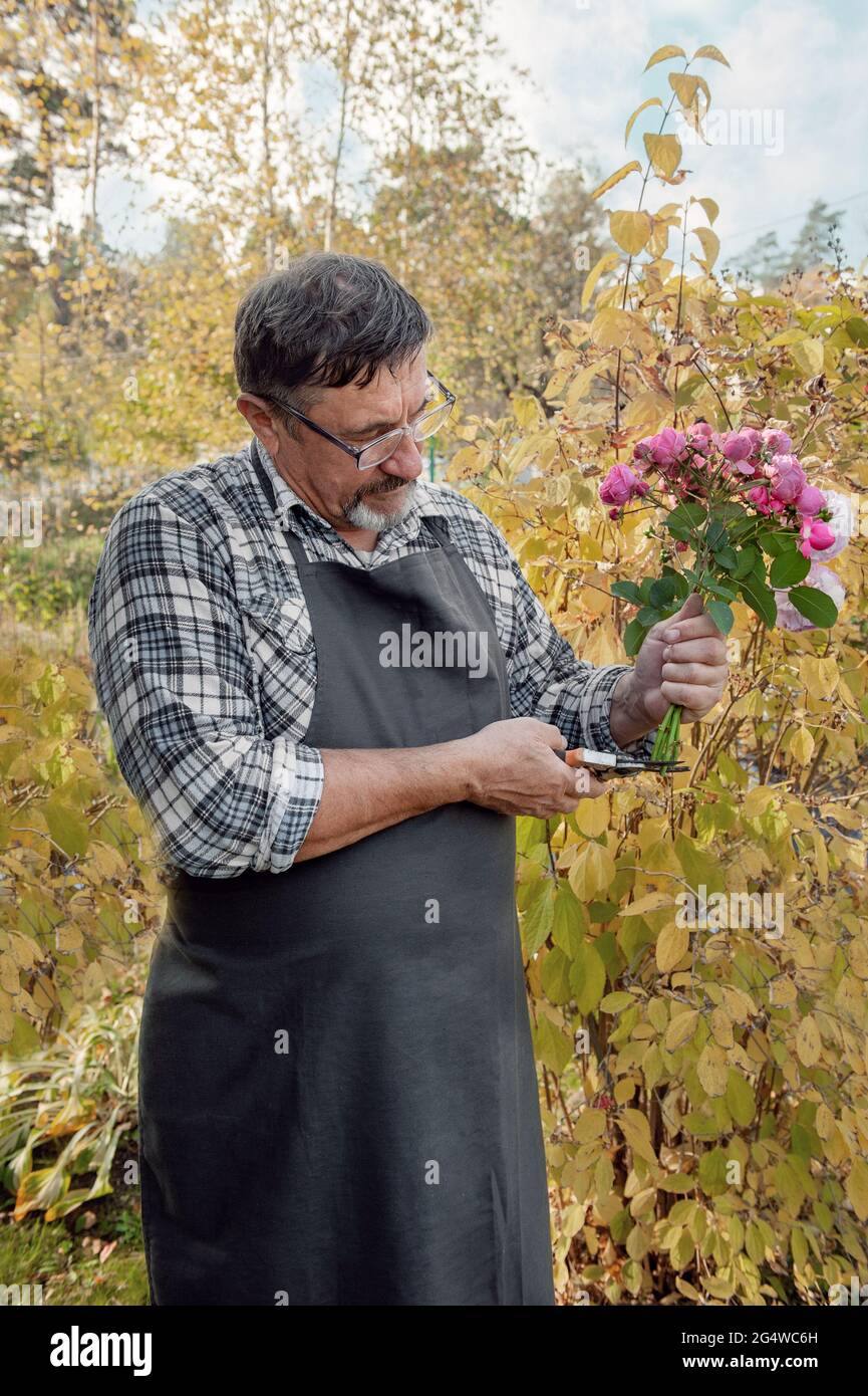 anziano giardiniere con un bouquet di rose. anziano uomo con una barba tiene un bouquet di rose rosa tagliate in giardino. Foto Stock