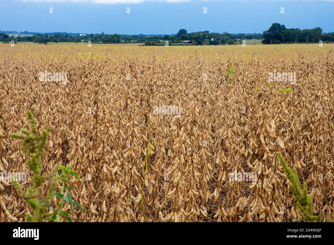 Piantagione di soia in una fattoria nella città di Dourados, Mato Grosso do sul, Brasile Foto Stock