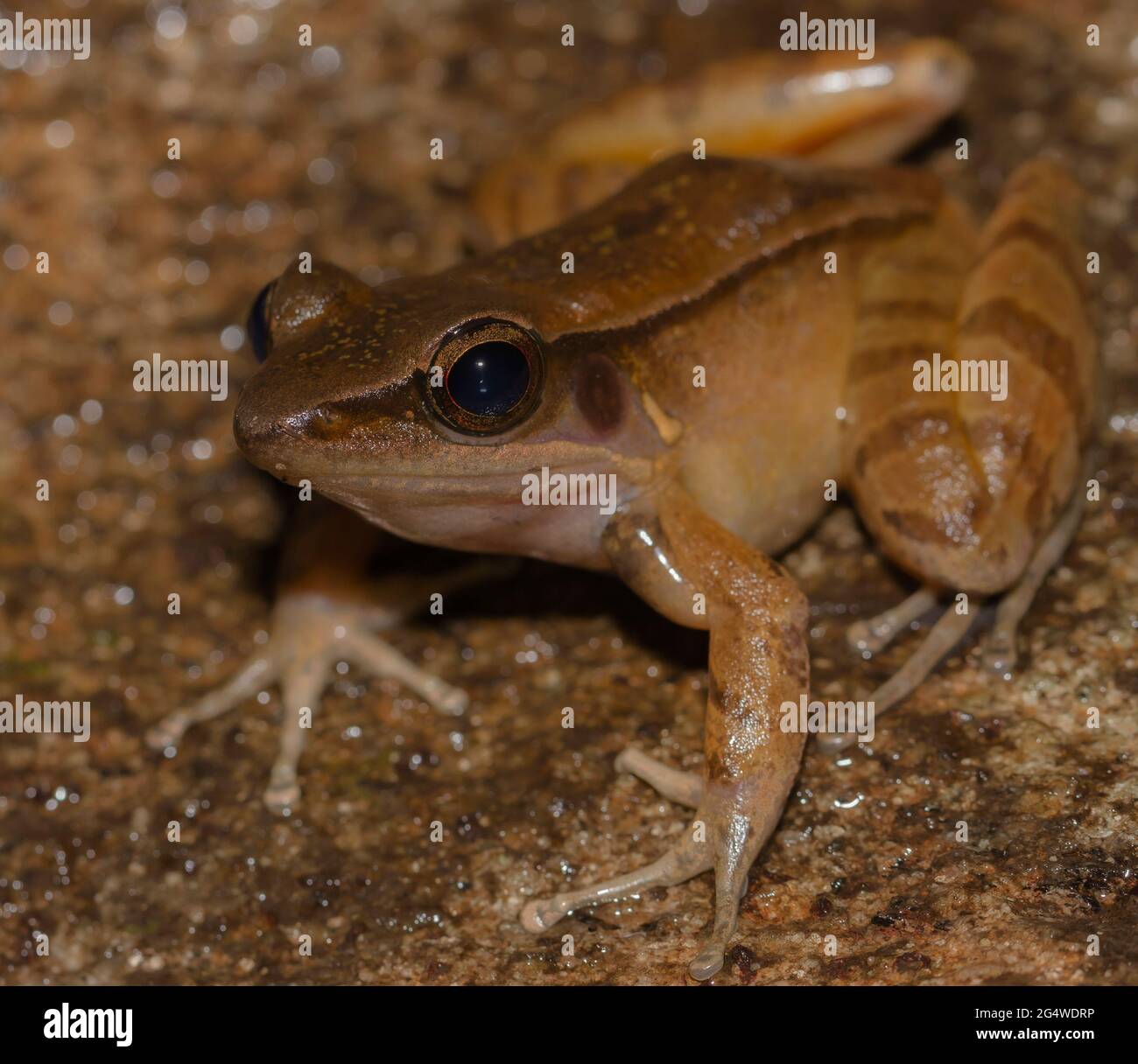 Rana piccola; rana rana; rana su una roccia; rana piccola; rana carina; Indosilvirana temporalis dallo Sri lanka; endemica dello Sri Lanka; rane nella città; Foto Stock