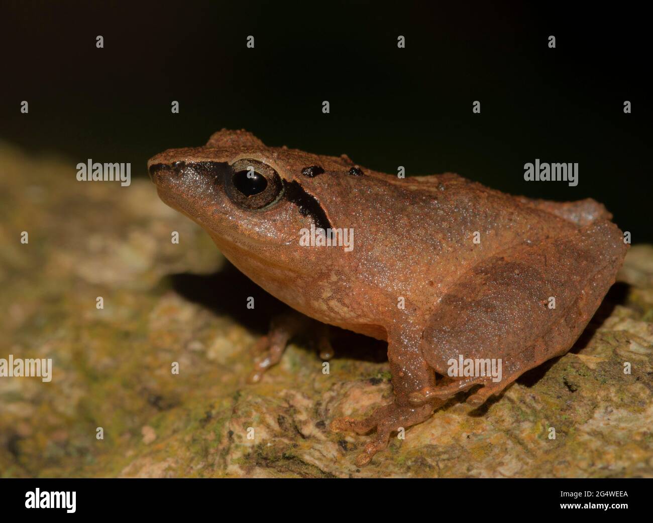 Rana bruna su una foglia; rana piccola; rana carina; Pseudophilautus zorro dallo Sri lanka; endemica dello Sri Lanka; rane nella città; rana arbusto Foto Stock