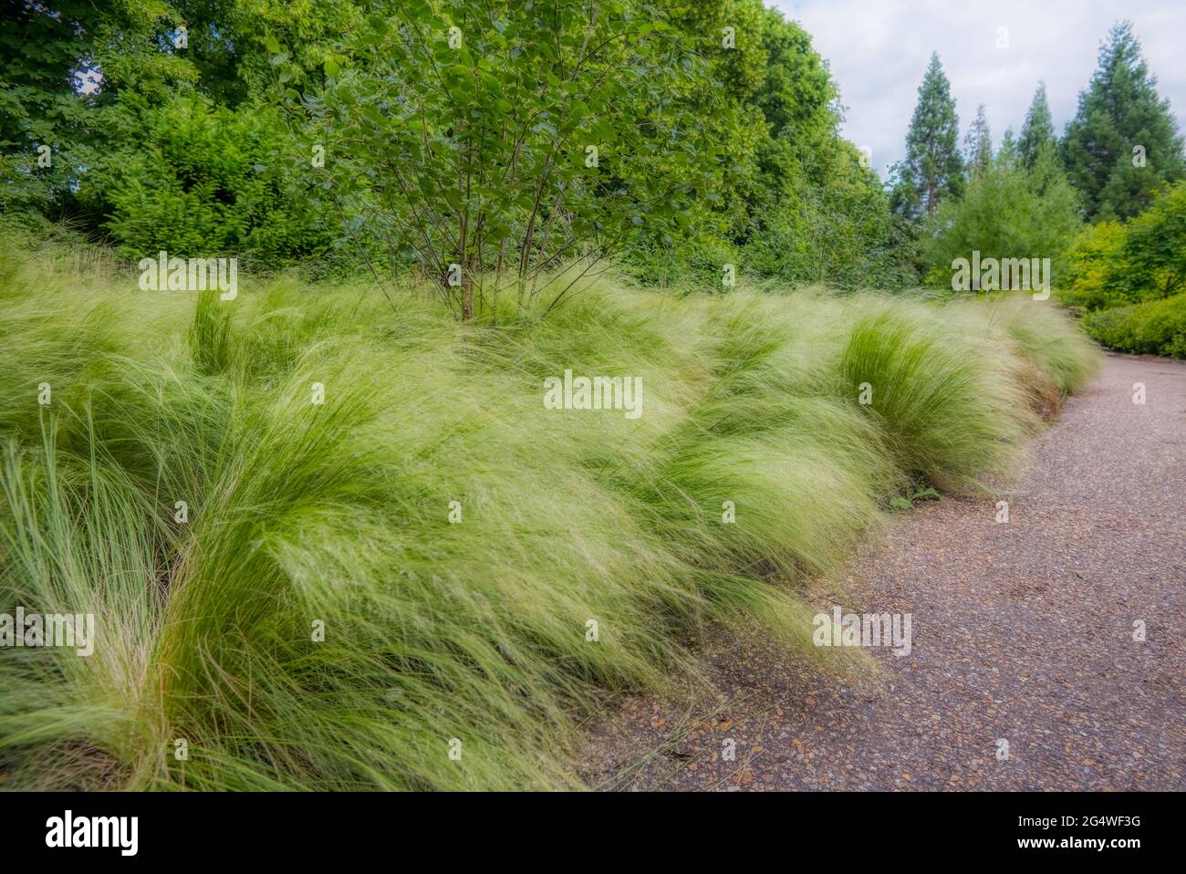 Erba di piume, Stipa tenuissima, nei terreni dell'abbazia di Anglesey, una casa di campagna in stile Jacobino a Lode, vicino Cambridge, Regno Unito Foto Stock