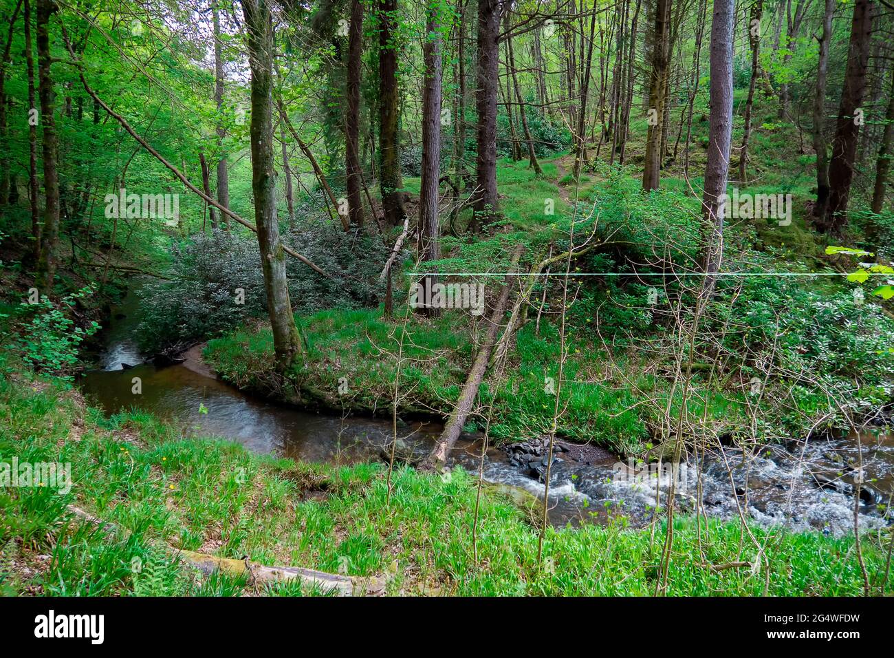 Sul sentiero per Fairy Glen Falls vicino a Fortrose nelle Highlands scozzesi, Regno Unito Foto Stock