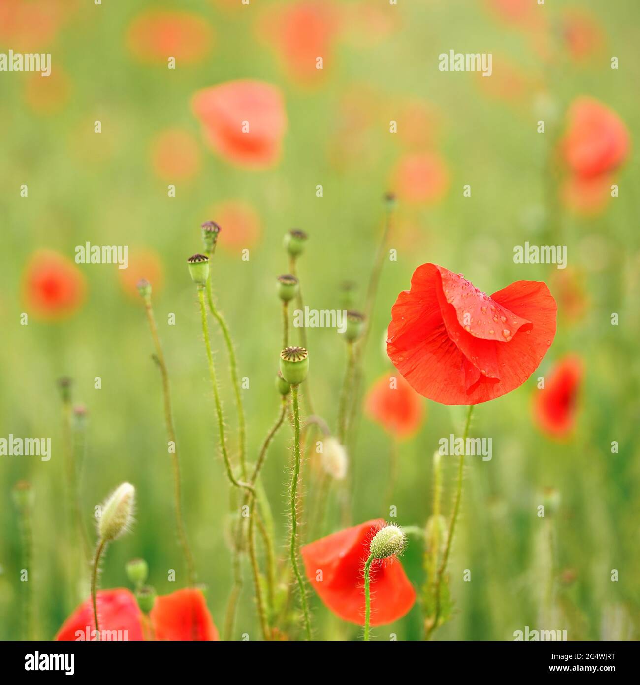 Fiori di papavero selvatico rosso brillante, petali bagnati dalla pioggia, crescere in campo verde, dettaglio closeup Foto Stock