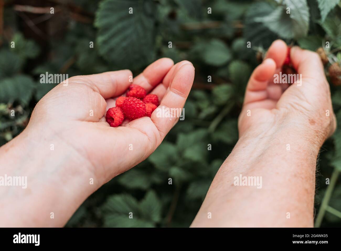 Vecchie mani femminili che raccolgono lamponi freschi nel giardino Foto Stock