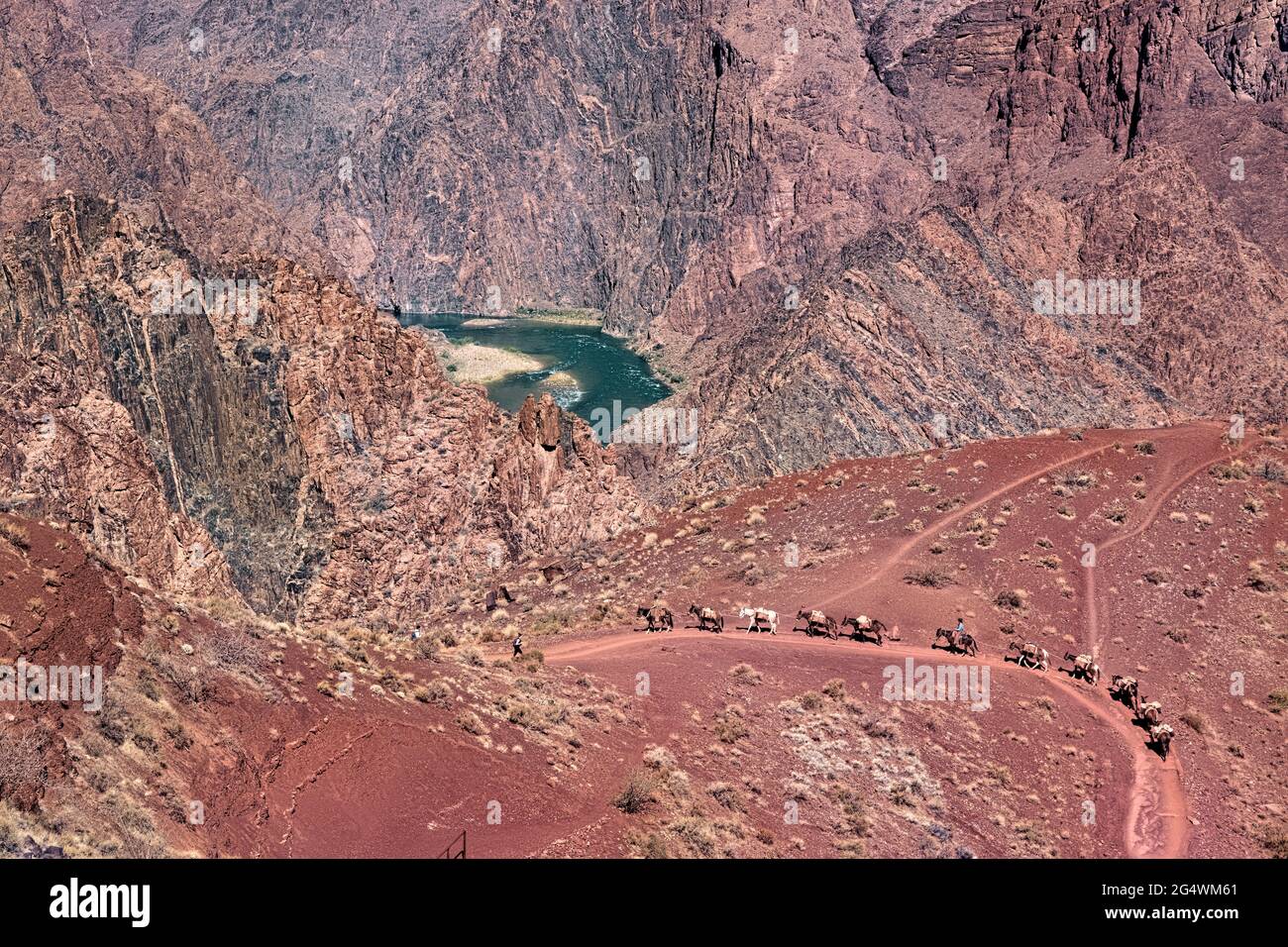 Mule train sul Kaibab Trail sopra il fiume Colorado, il Grand Canyon National Park, Arizona, U.S.A Foto Stock
