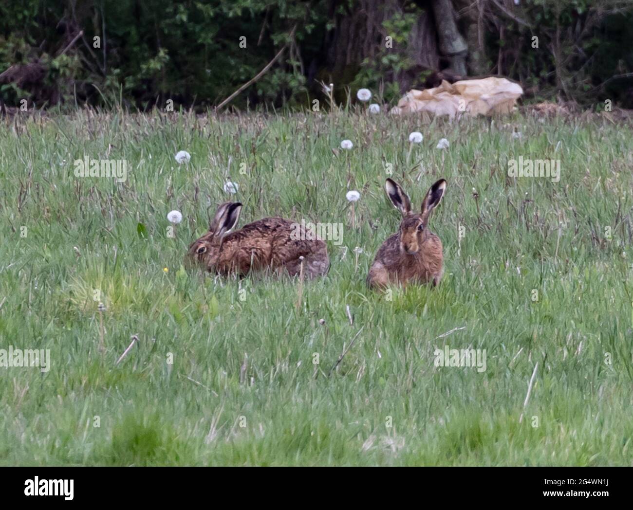 Conigli marroni in una foresta Foto Stock