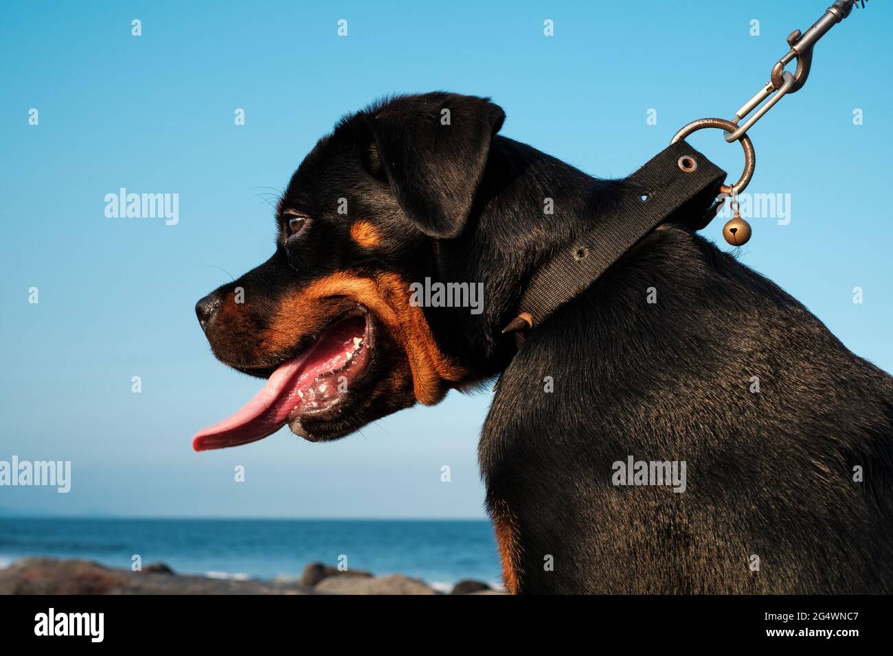 Adorabile Rottweiler Pup su un Leash accanto al Mare Foto Stock