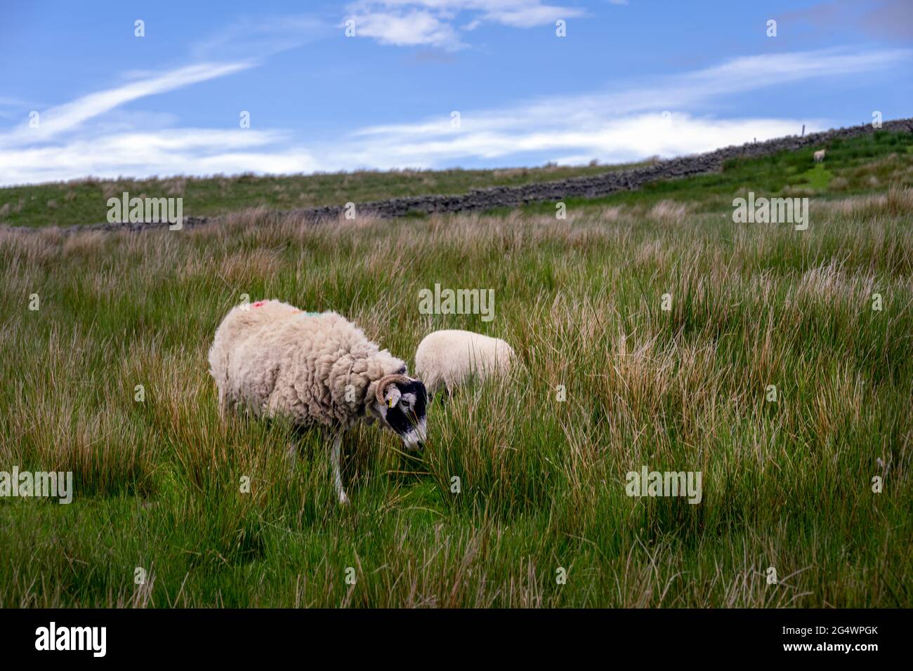 Pecore Swaledale pascolo in un campo in primavera nella alta Pennine, Contea di Durham, Inghilterra Foto Stock