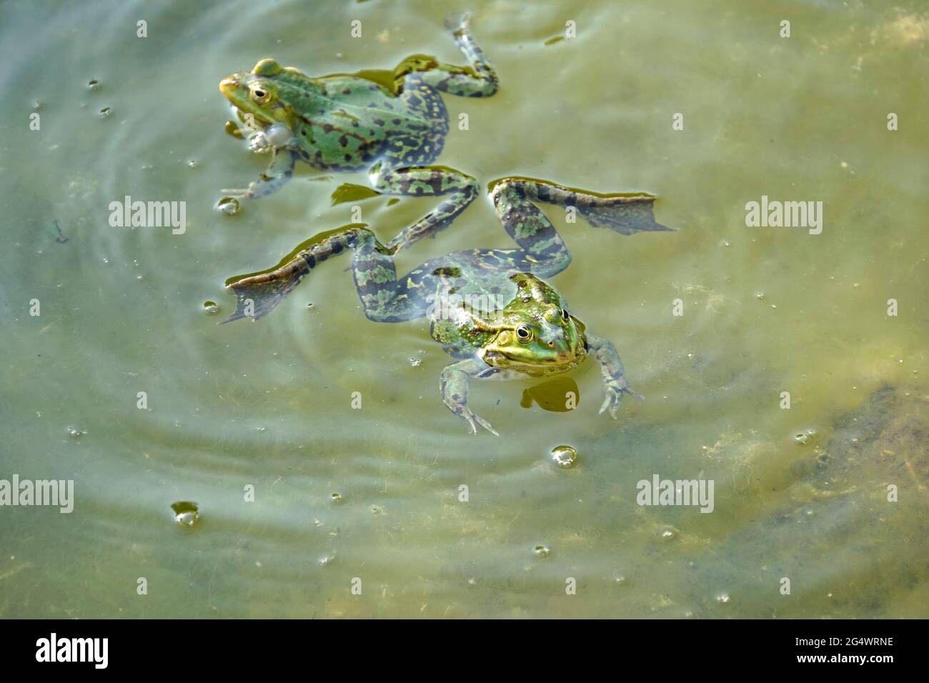 Zwei Teichfrösche (Pelophylax esculentus oder Rana esculenta) im Gartenteich, Weilerswist, Nordrhein-Westfalen, Deutschland Foto Stock