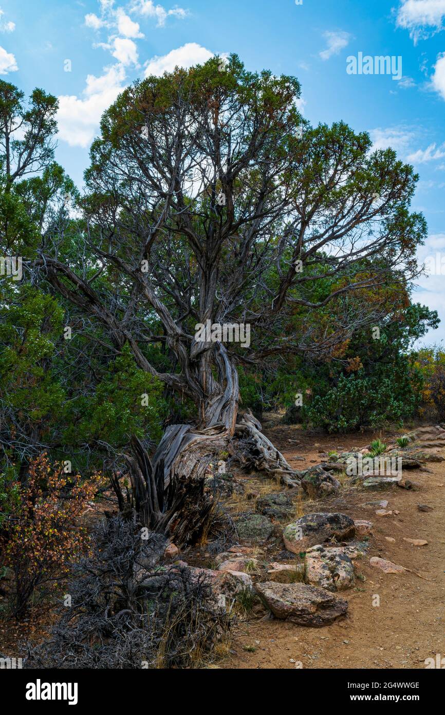 L'aspra bellezza della natura mentre un albero di cedro lotta per sopravvivere lungo il Cedar Point Trail - Black Canyon of the Gunnison Foto Stock