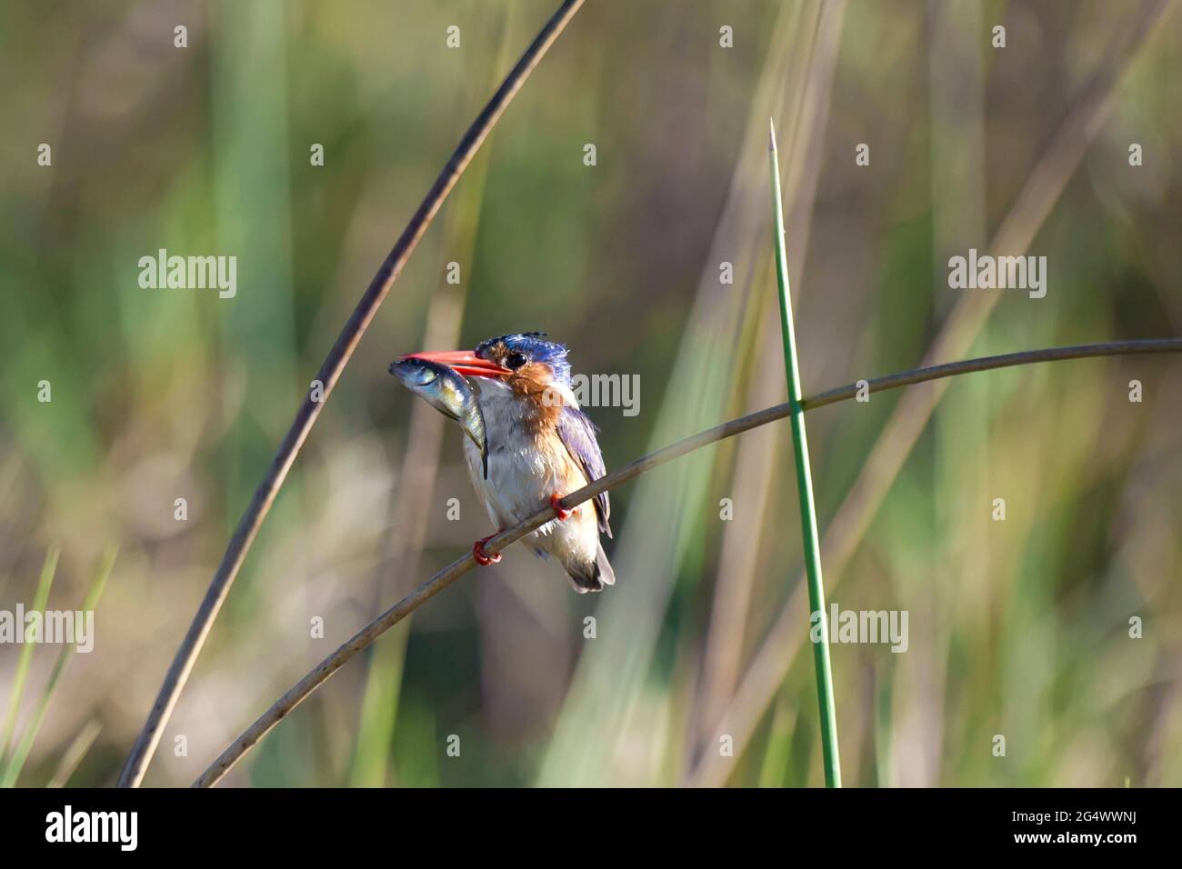 Malachite Kingfisher con un pesce nel suo bic, Okavango delta, Botswana Foto Stock