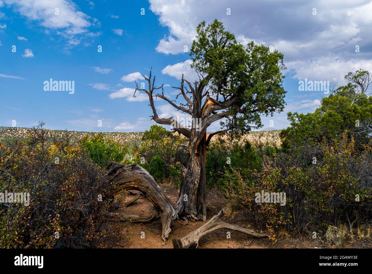 Un solo albero si erge come una sentinella vicino al bordo del Black Canyon del Cedar Point Ridge di Gunnison Foto Stock