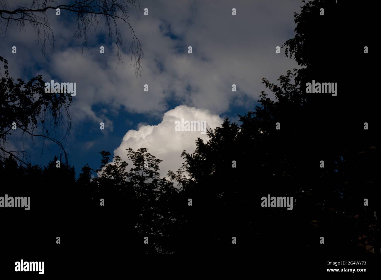 Nuvola sullo sfondo della foresta. Una nube bianca cou nomade. Un paesaggio naturale con una foresta scura. Foto Stock