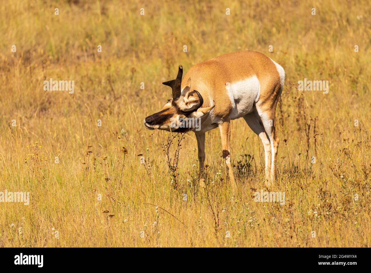 Pronghorn (Antilocapra americana) maschio che segna il suo territorio sulla prateria in National Bison Range, Montana Foto Stock