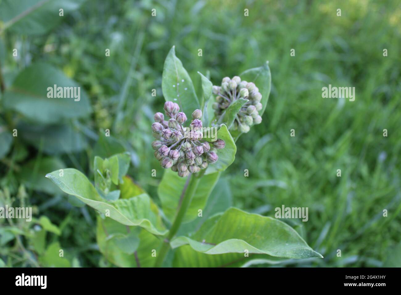 Gemme non aperte su una pianta di Milkweed comune Foto Stock