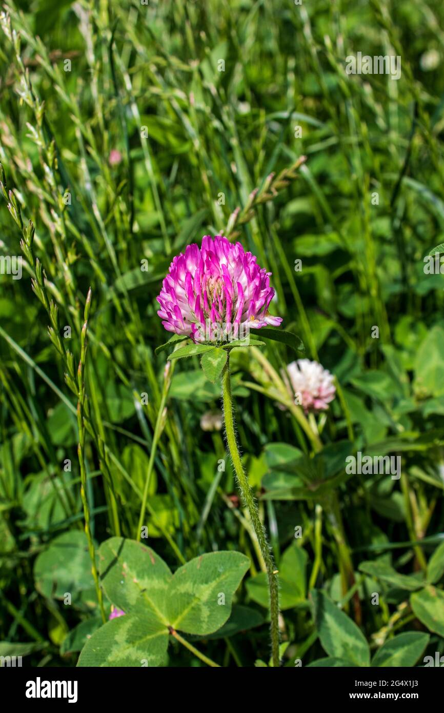 Il trifoglio viola selvaggio fiorisce in un campo di fiori selvatici Foto Stock