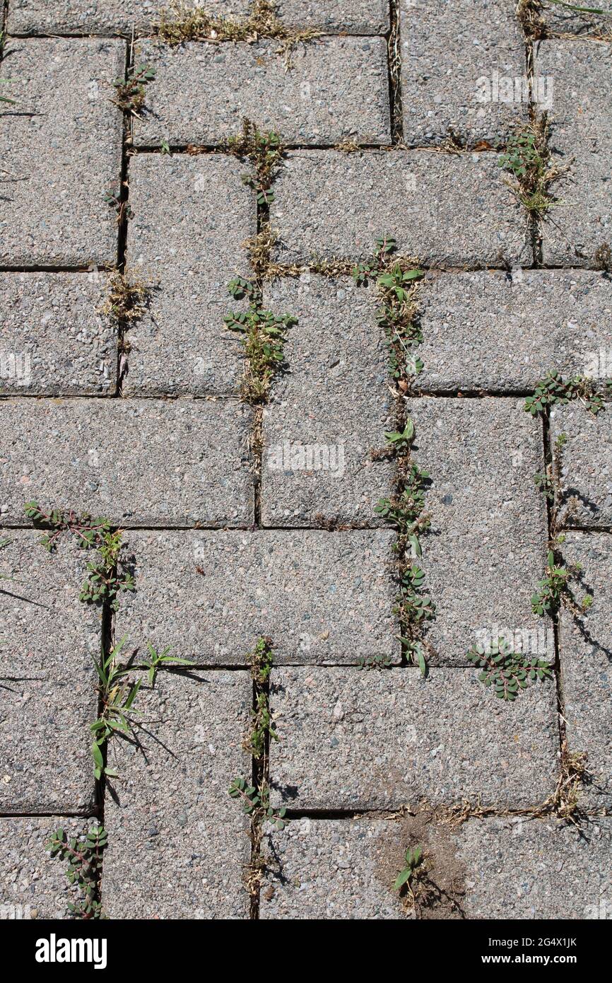 Erbacce piccole che crescono tra i mattoni grigi dell'asfaltatrice Foto Stock