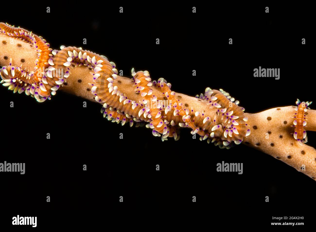 Il verme ottocorale di Phil, Alcyonosyllis phili, può raggiungere i 5 pollici di lunghezza e si trovano su coralli molli e tifosi gorgoniani, Yap, Micronesia. Foto Stock
