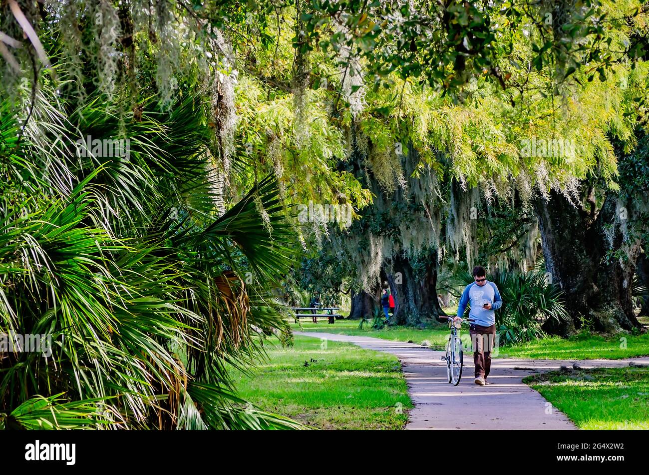 Un uomo cammina in bicicletta attraverso lo storico boschetto di querce nel New Orleans City Park, 14 novembre 2015, a New Orleans, Louisiana. Foto Stock