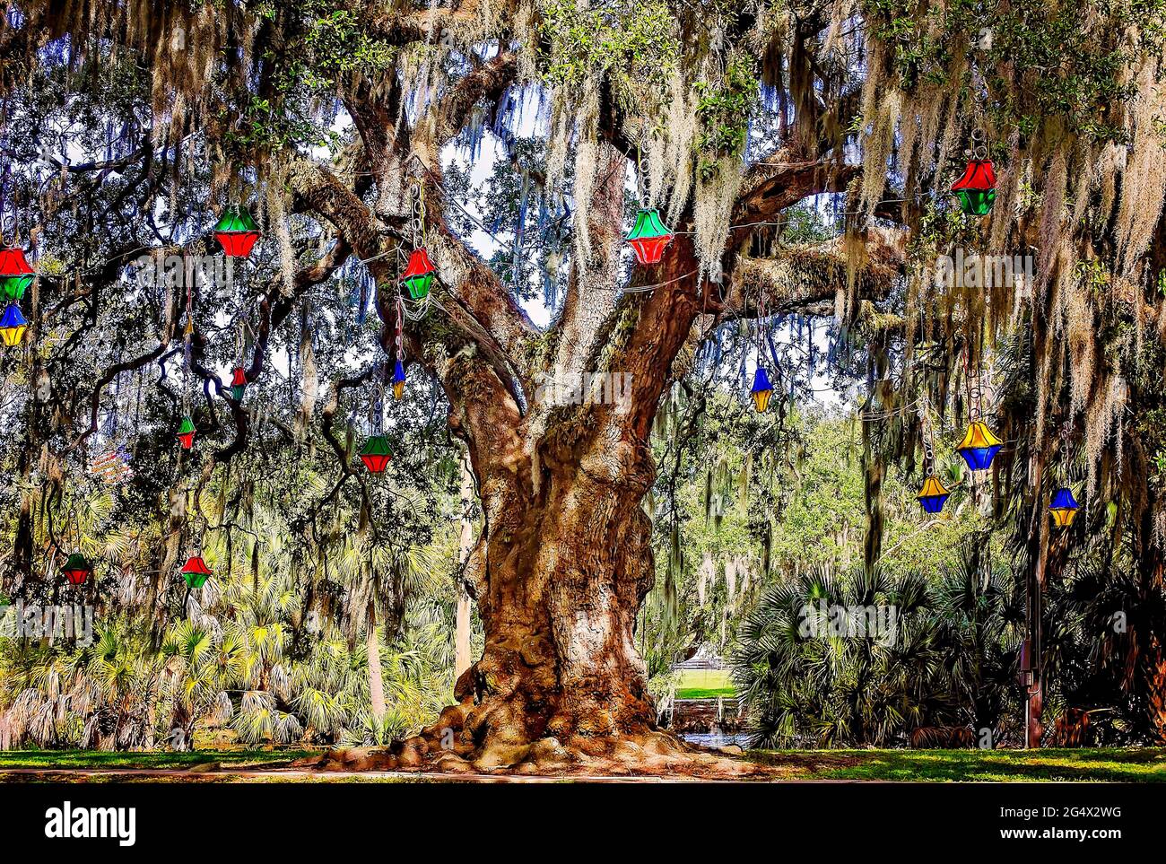Una quercia viva del sud si trova nello storico boschetto di querce nel New Orleans City Park, 14 novembre 2015, a New Orleans, Louisiana. Foto Stock