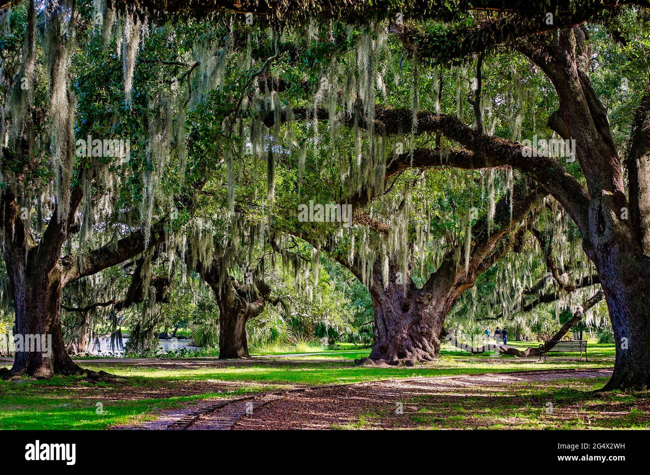 Una quercia viva del sud si trova nello storico boschetto di querce nel New Orleans City Park, 14 novembre 2015, a New Orleans, Louisiana. Foto Stock