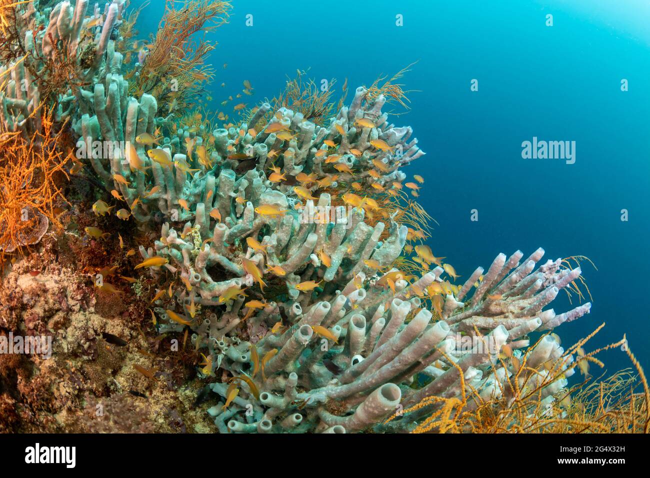 Anthias che istruiscono intorno ad una colonia enorme della spugna del tubo, Cribrocalina olemda, aggrappato ad un muro nelle Filippine, nel mare delle Filippine, nell'oceano pacifico, in Asi Foto Stock