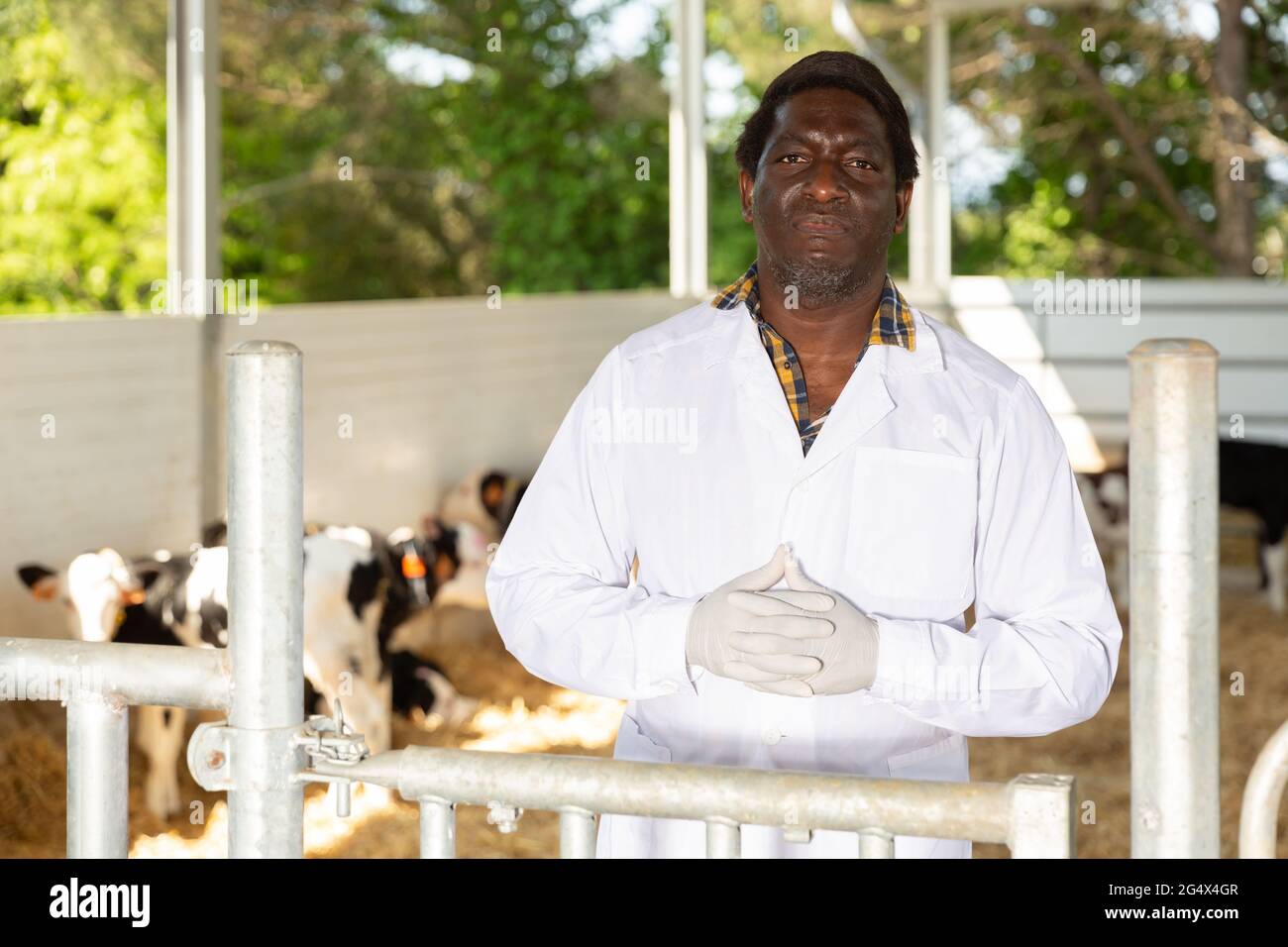 Ritratto di un esperto veterinario africano americano maschio in piedi su un allevamento di bestiame Foto Stock