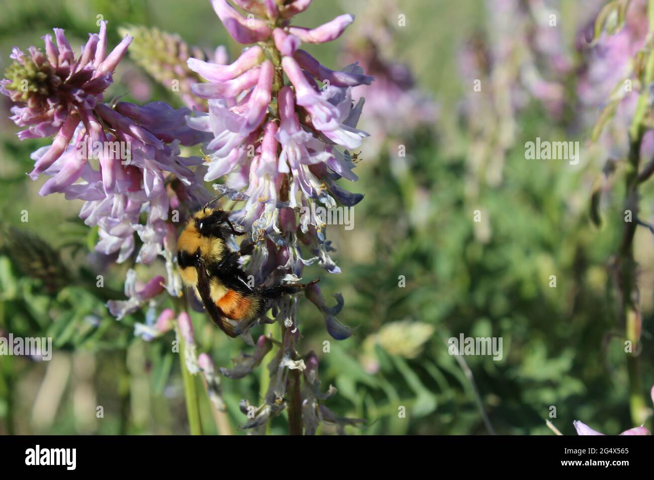 Bumble Bee ottiene Pollen Foto Stock