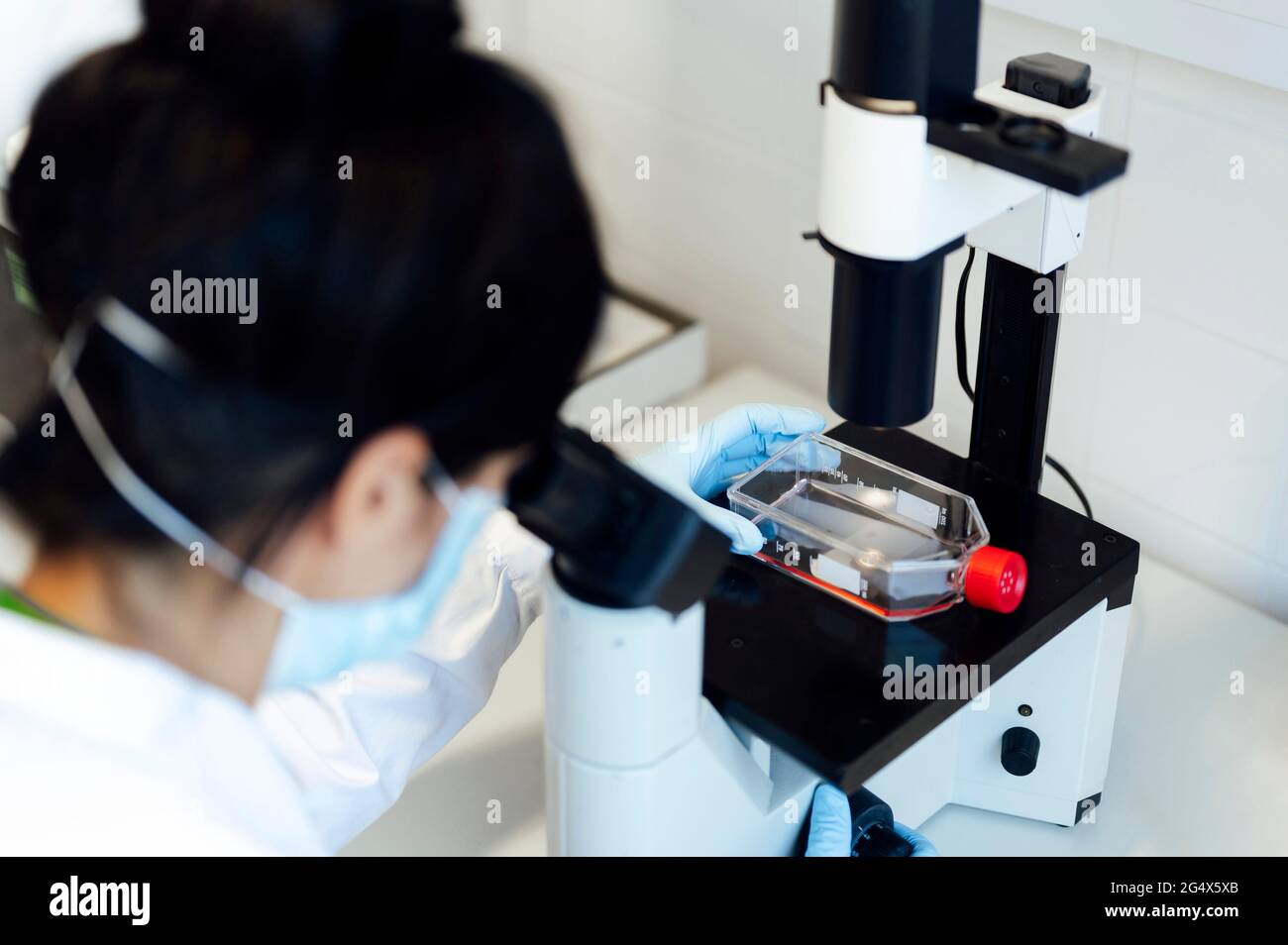 Mature femmina medico esperto guardando attraverso il microscopio durante l'analisi di campioni medici in laboratorio Foto Stock