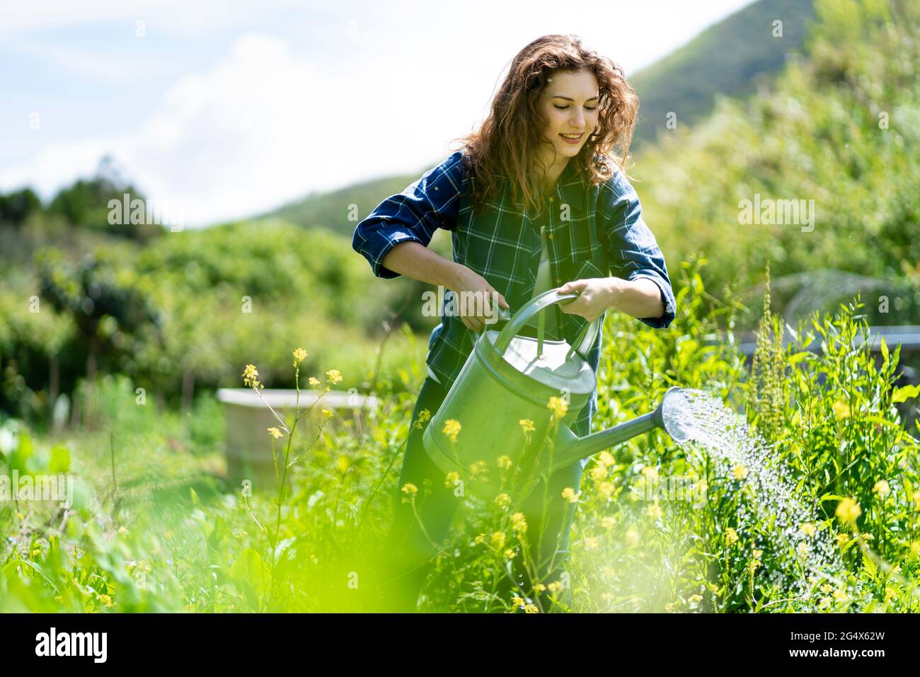 Donna annaffiatura piante da lattina in giardino durante la giornata di sole Foto Stock