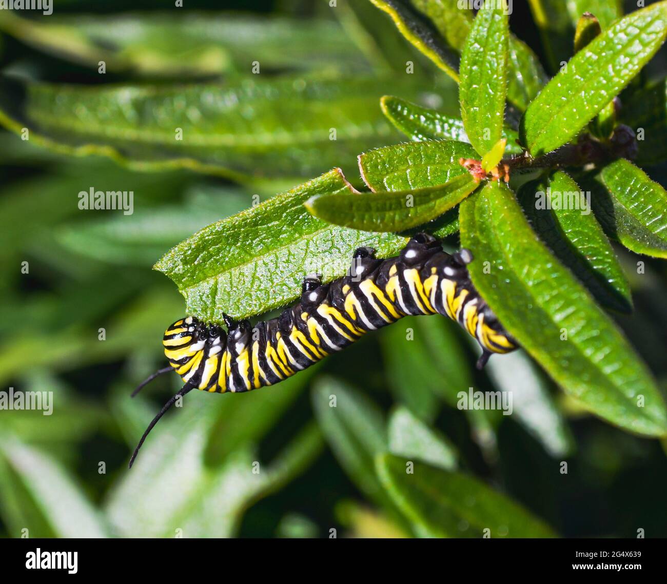 Un bruco monarca affamato (Danaus plexippus) che si nuote su foglie di alghe (Asclepsias tuberosa). Primo piano. Spazio di copia. Foto Stock