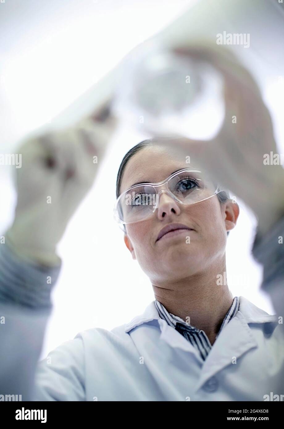Tecnico di laboratorio femminile che utilizza la piastra Petri mentre lavora in laboratorio Foto Stock