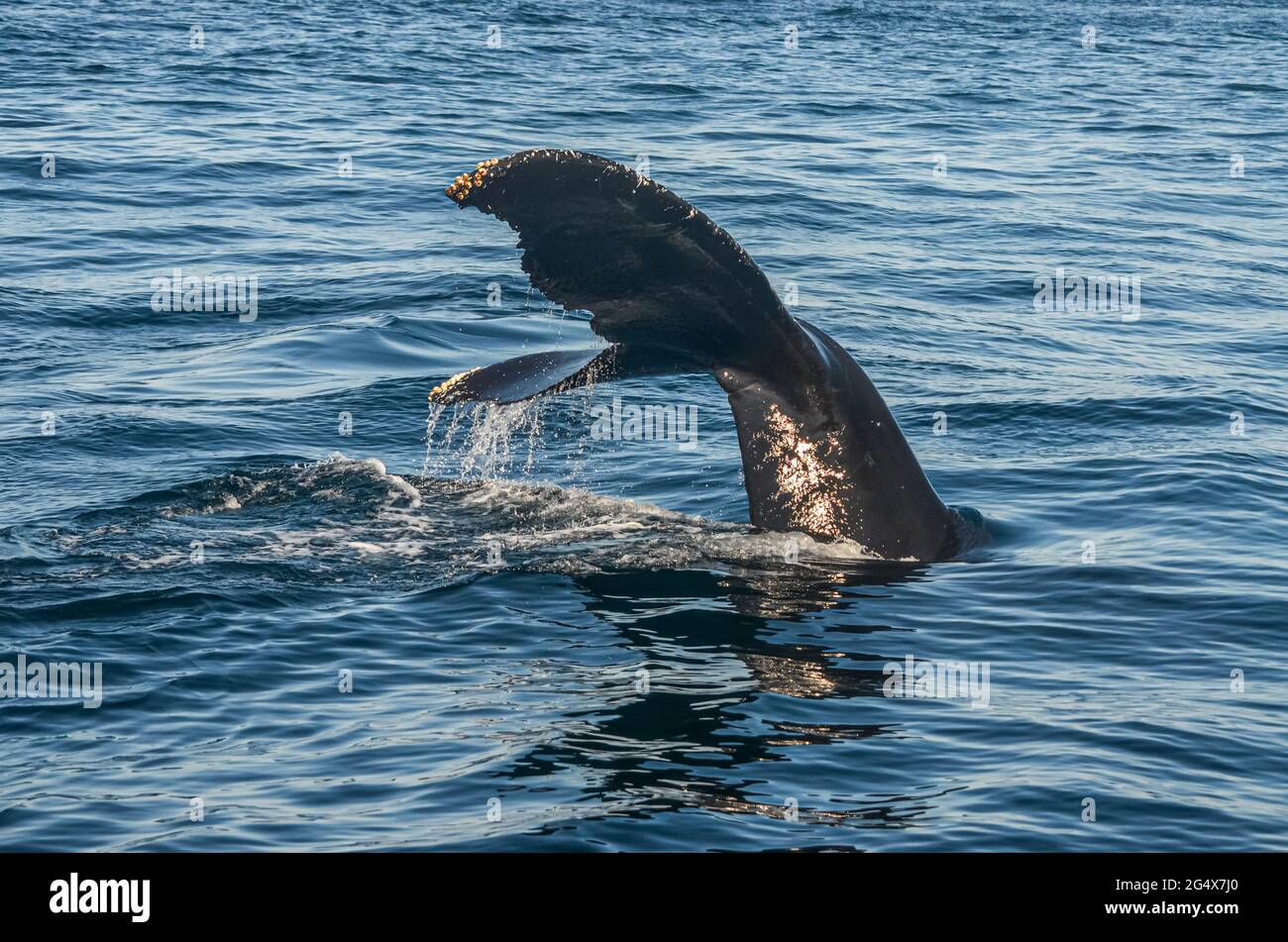 Una balena Humpback (Megaptera novaeangliae) si stacca dall'acqua con gocce d'acqua che cadono da un trematode. Spazio di copia. Foto Stock