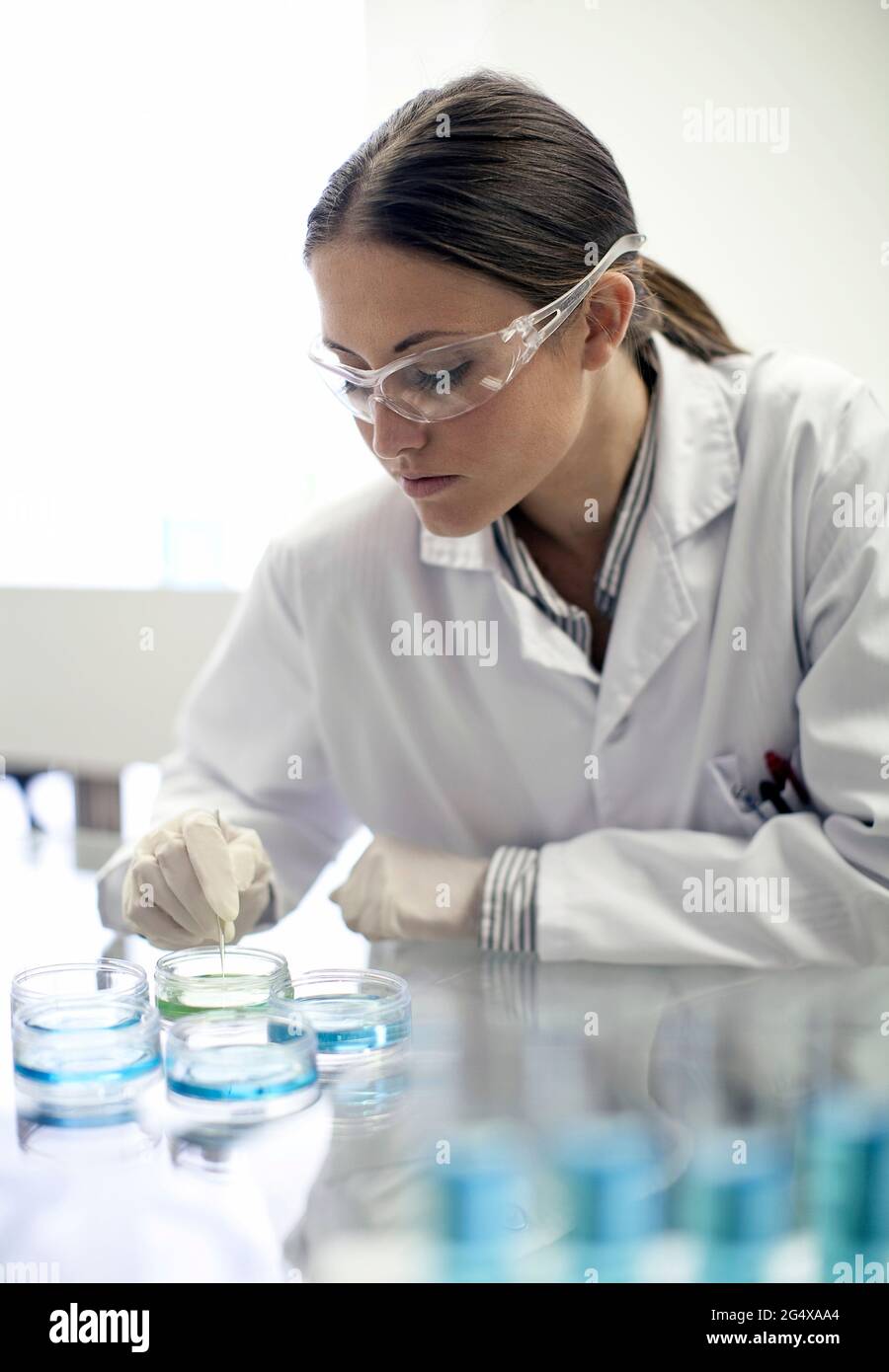 Tecnico di laboratorio femminile che lavora con le capsule di Petri in laboratorio Foto Stock