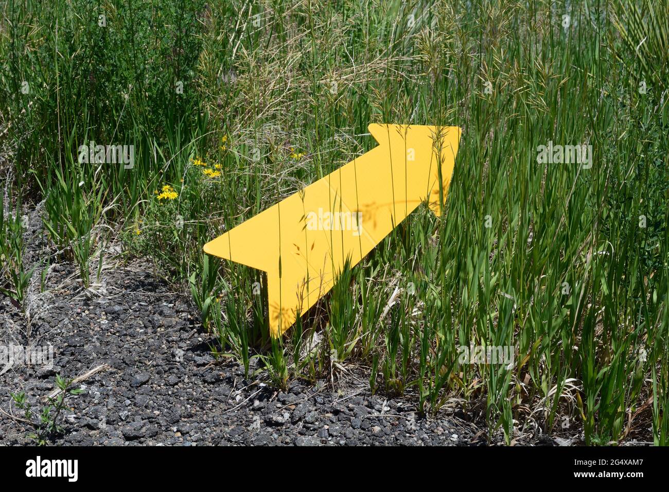 Freccia gialla di direzione che punta dalla strada asfaltata in erbe selvatiche come concetto di viaggiare il meno conosciuto fuori del percorso battuto Foto Stock