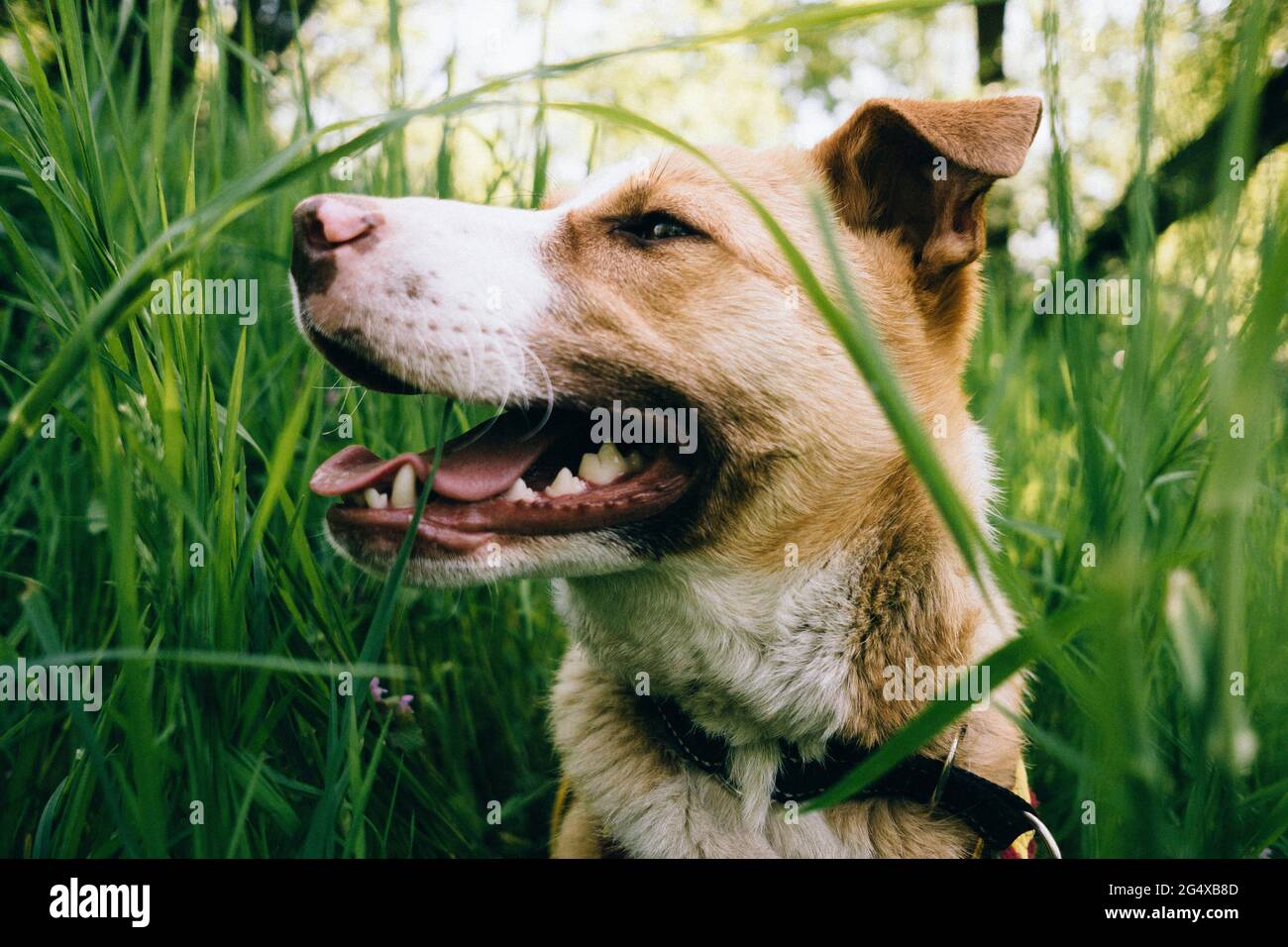 Cane di salvataggio di razza mista guardando via in mezzo prato durante la primavera Foto Stock